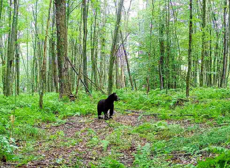 198 Spring Run Road Smethport, PA 16749 - Photo 24 of 27