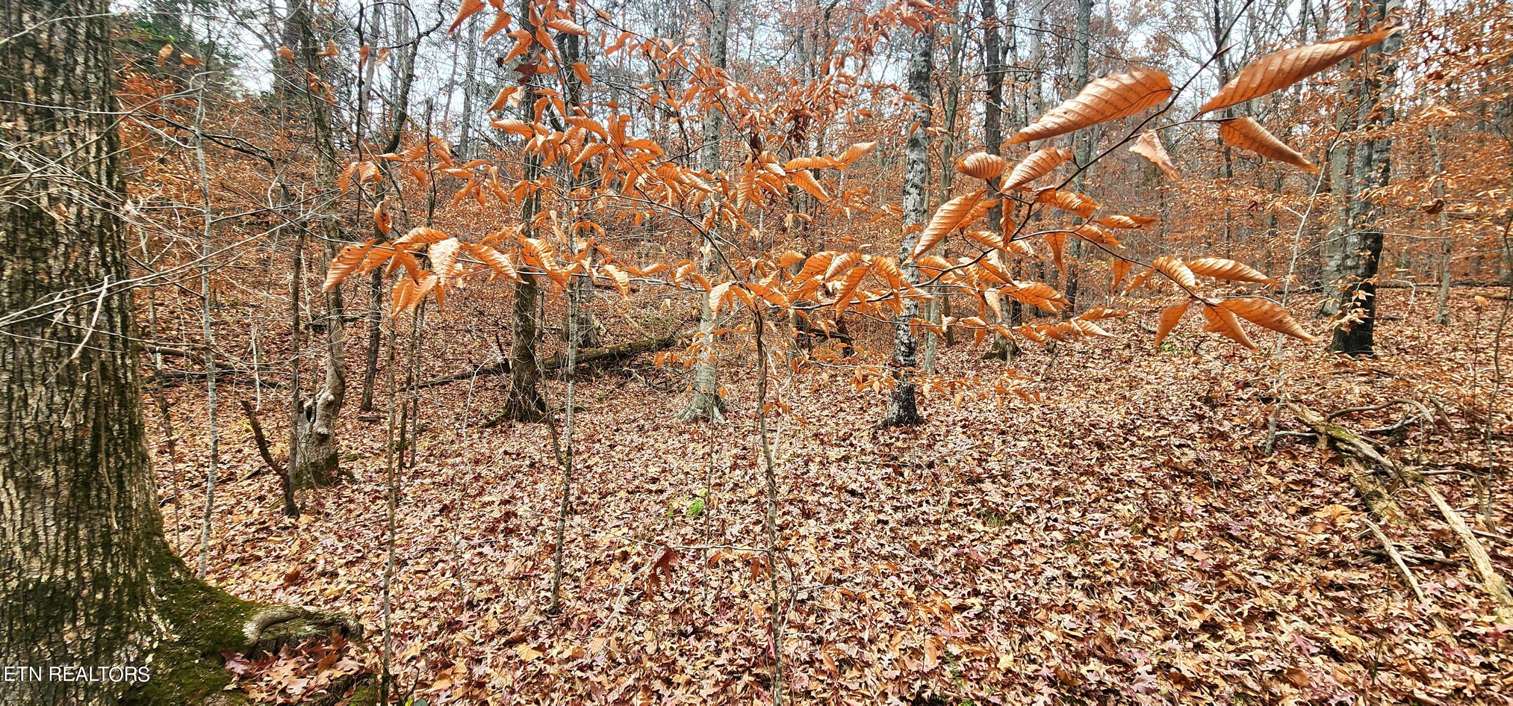 Bull Run Road Luttrell, TN 37779 - Photo 11 of 22 20231117_153242
