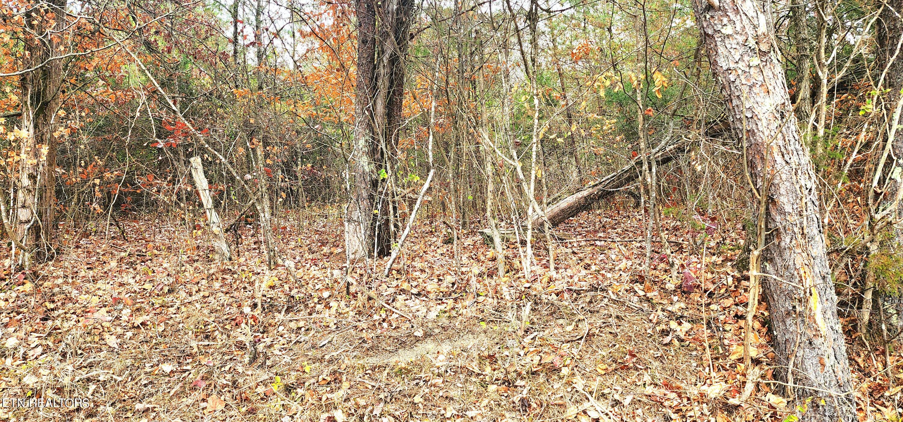 Bull Run Road Luttrell, TN 37779 - Photo 13 of 22 20231117_153533