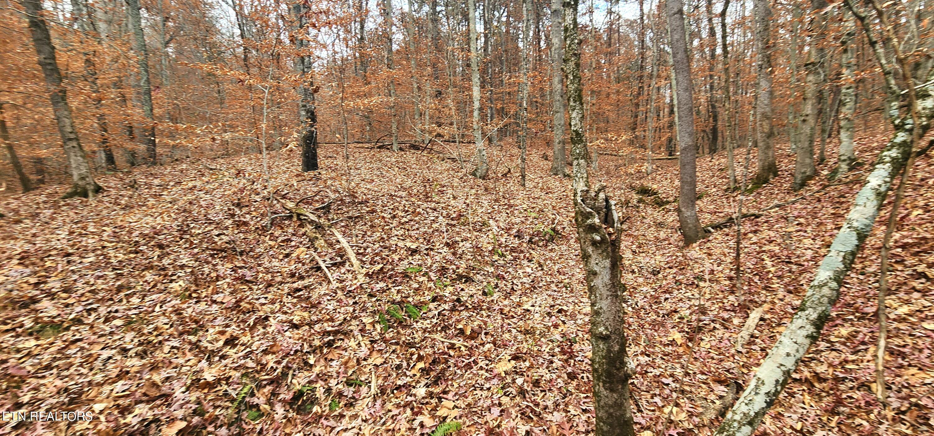 Bull Run Road Luttrell, TN 37779 - Photo 15 of 22 20231117_153240