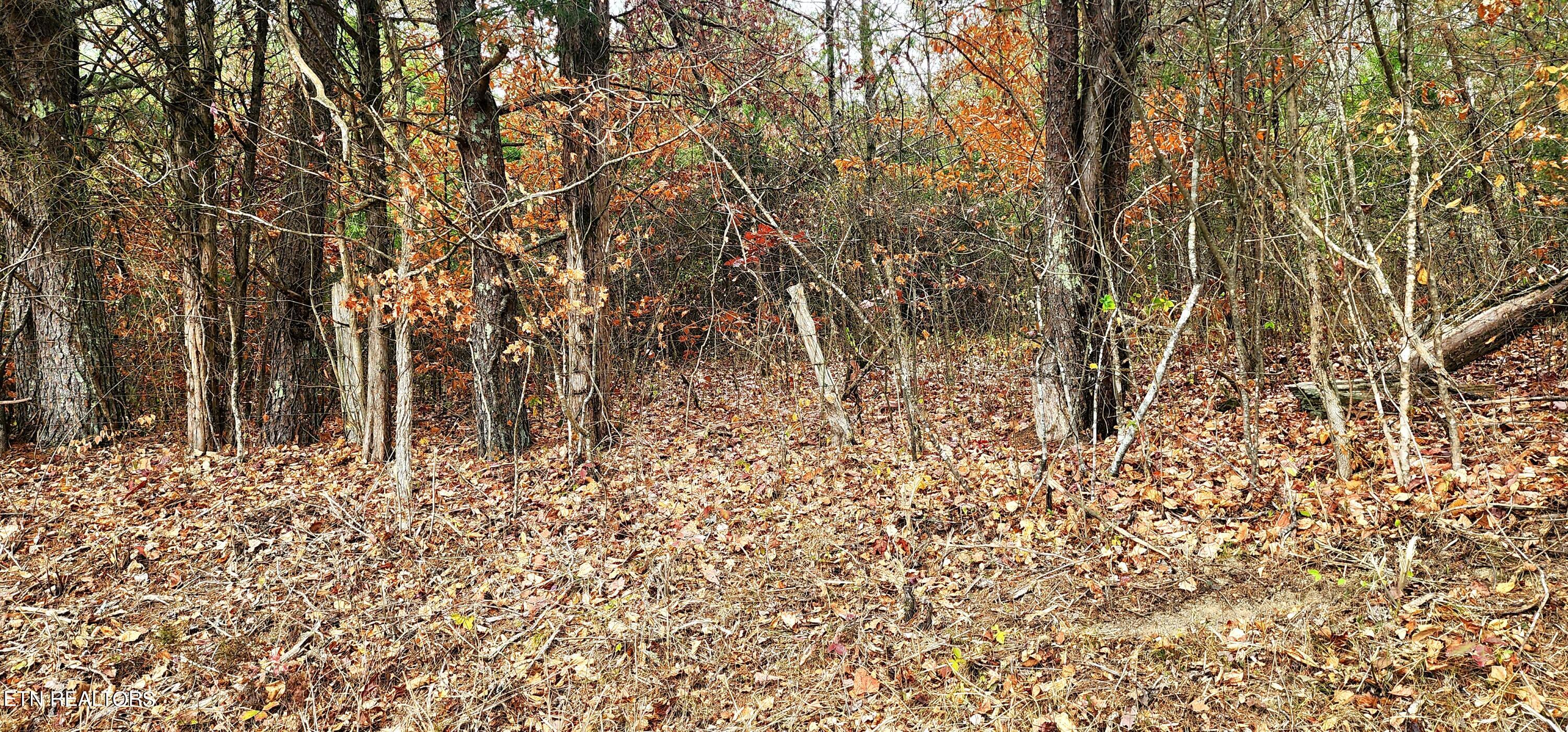 Bull Run Road Luttrell, TN 37779 - Photo 10 of 22 20231117_153529