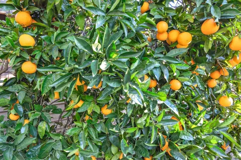 $2,895,000 | 2220 Grove Street, Sonoma, CA 95476