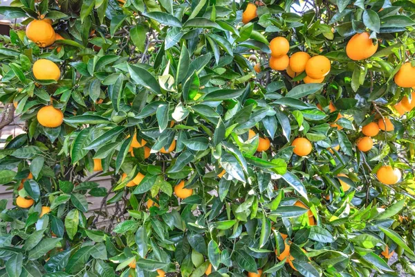 $2,895,000 | 2220 Grove Street, Sonoma, CA 95476