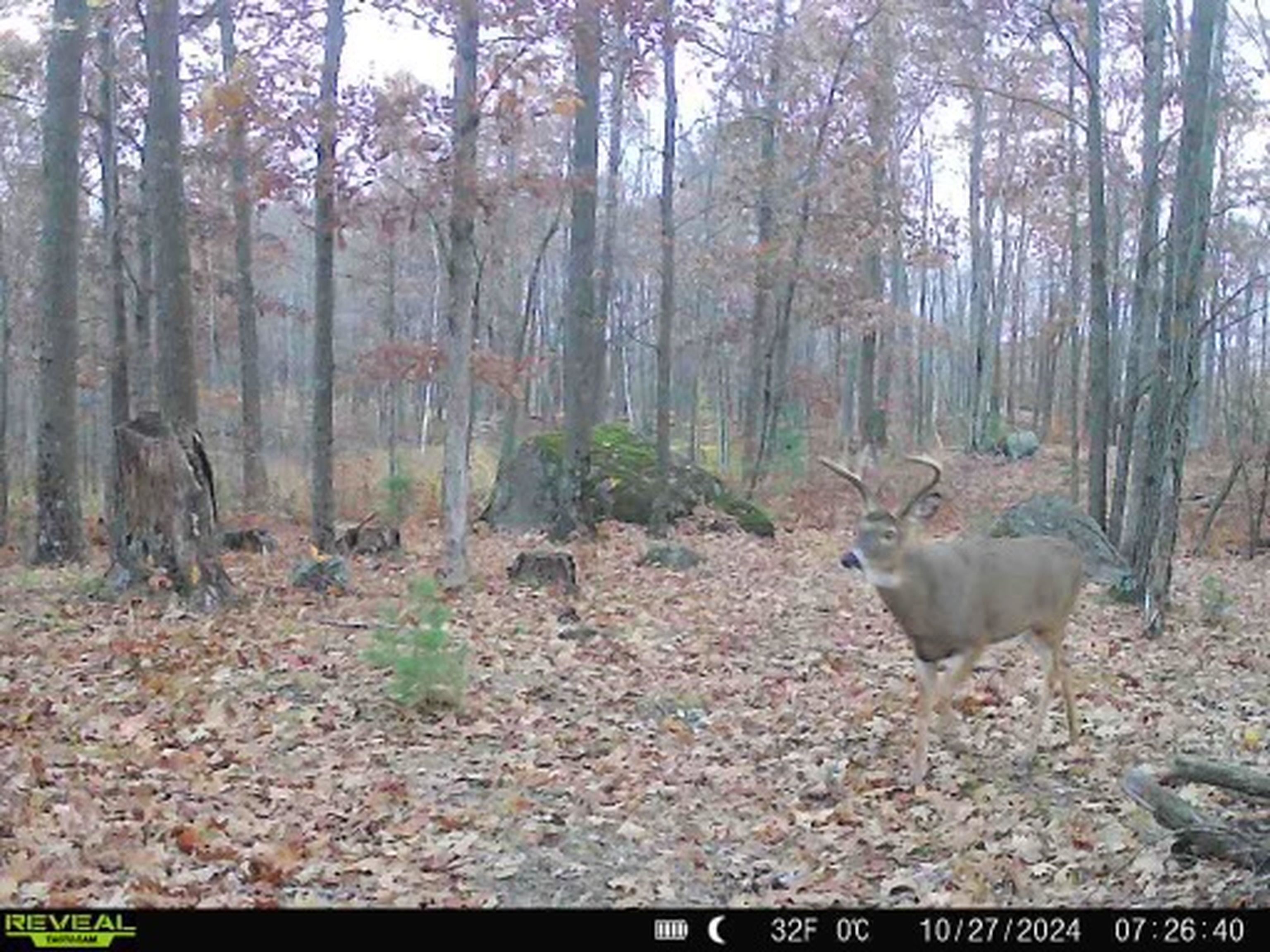 E3759 Highway 161 Iola, WI 54945 - Photo 47 of 67