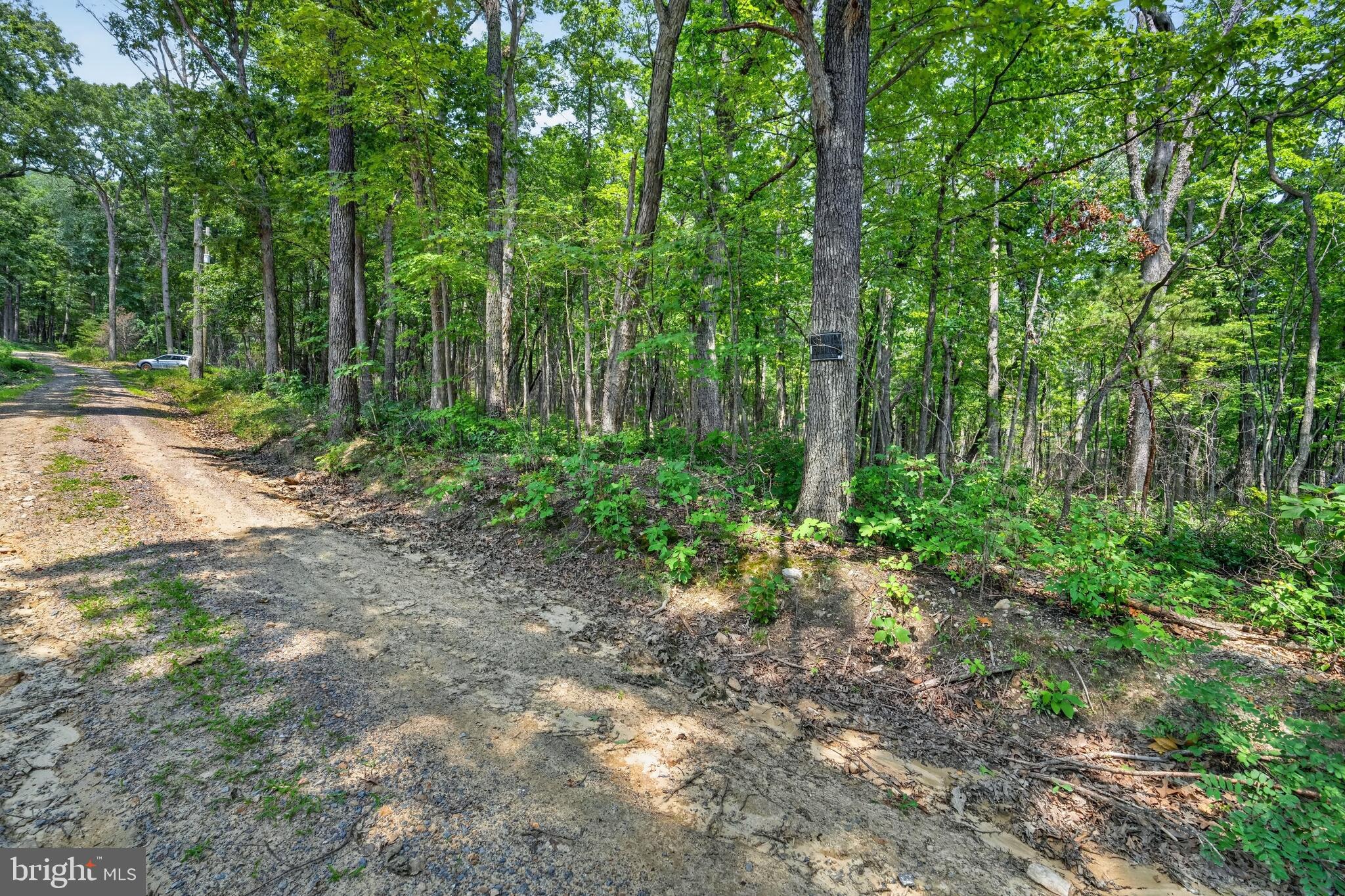 Indian Trail Road Luray, VA 22835 - Photo 1 of 23 Serene woodland path awaits exploration.