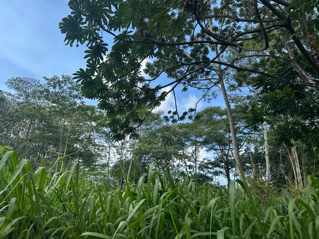 a view of a lush green forest