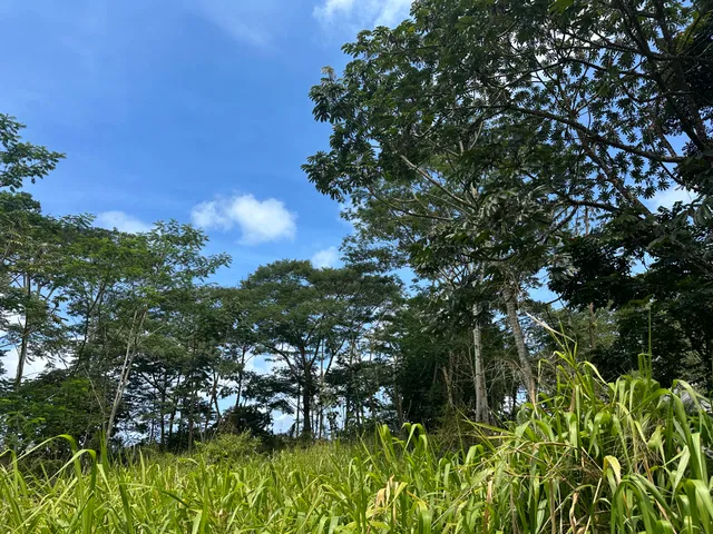 a view of a house in a forest