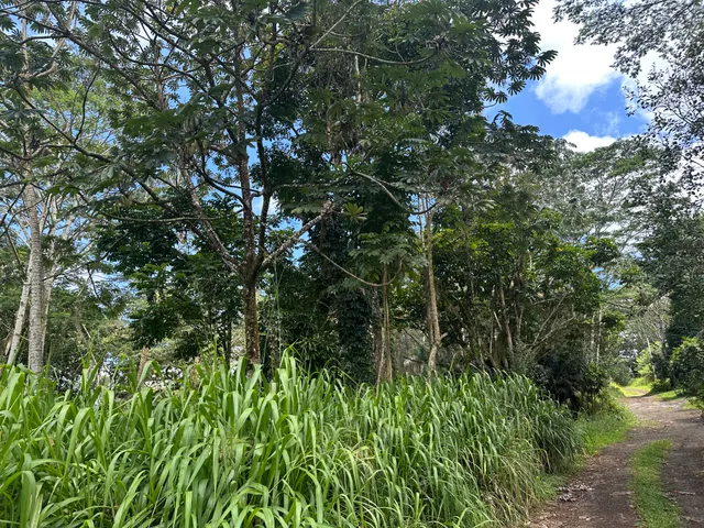 $53,000 | 5 Tiki Road, Pahoa, HI 96778