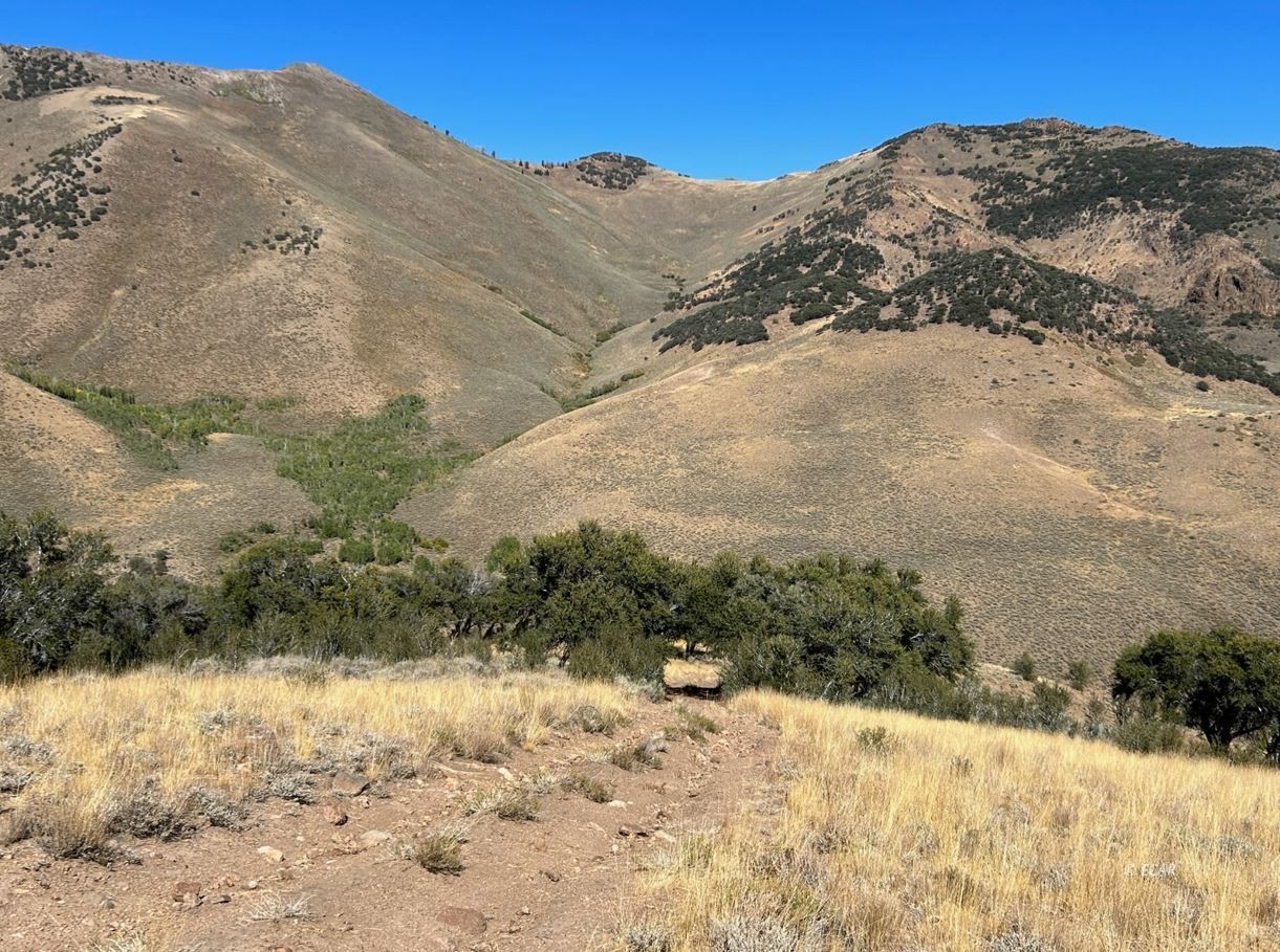 Wild Cat Road Road Jarbidge, NV 89826 - Photo 10 of 10