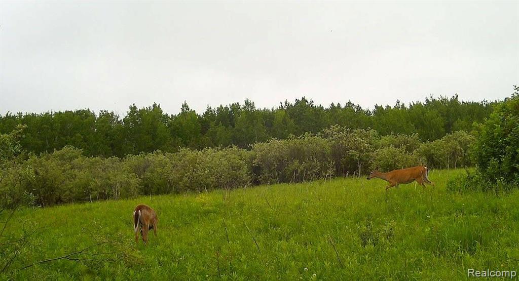 0 19 Mile Road Rudyard, MI 49780 - Photo 11 of 11