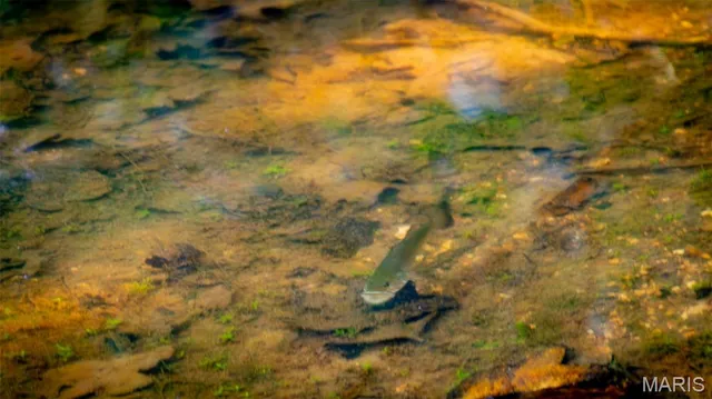 $578,400 | 38925 Stonepiler Avenue, Edwards, MO 65326