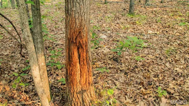 $578,400 | 38925 Stonepiler Avenue, Edwards, MO 65326