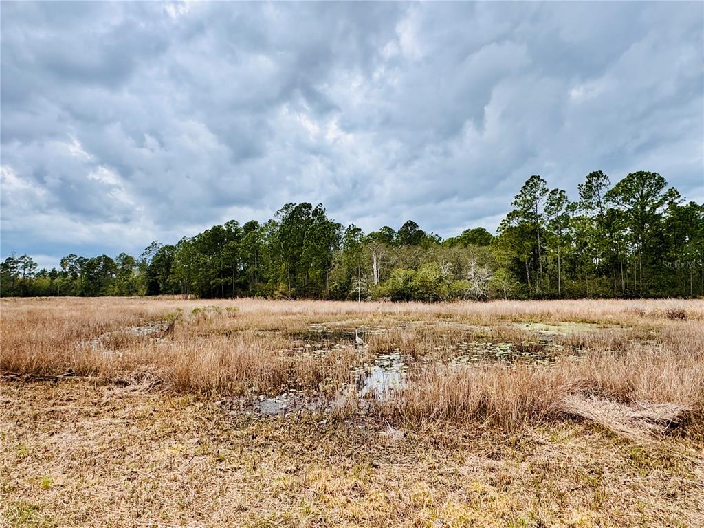39641 Royal Trails Road Eustis, FL 32736 - Photo 54 of 63 a view of dirt field and trees