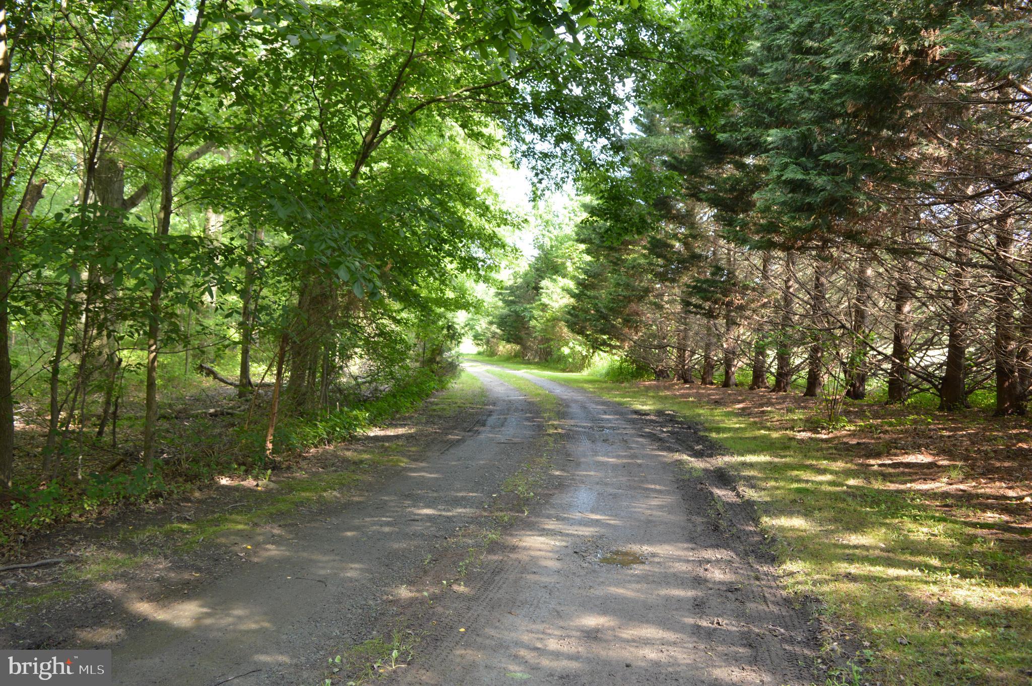 339 Money Road Townsend, DE 19734 - Photo 4 of 56 Let's take a drive down the lane 339 Money Road!
