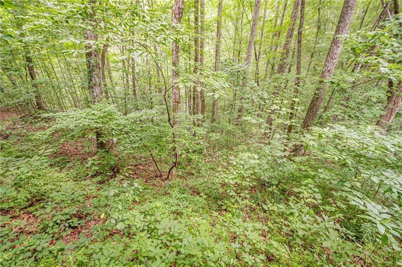 213 Moonshine Hollow Blue Ridge, GA 30513 - Photo 32 of 41 a close up of a green field