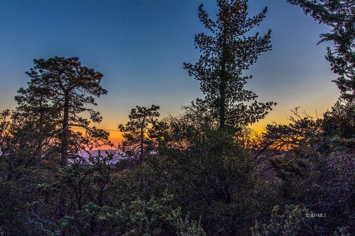 24730 High Grove Road Idyllwild, CA 92549 - Photo 2 of 24 a picture of tree
