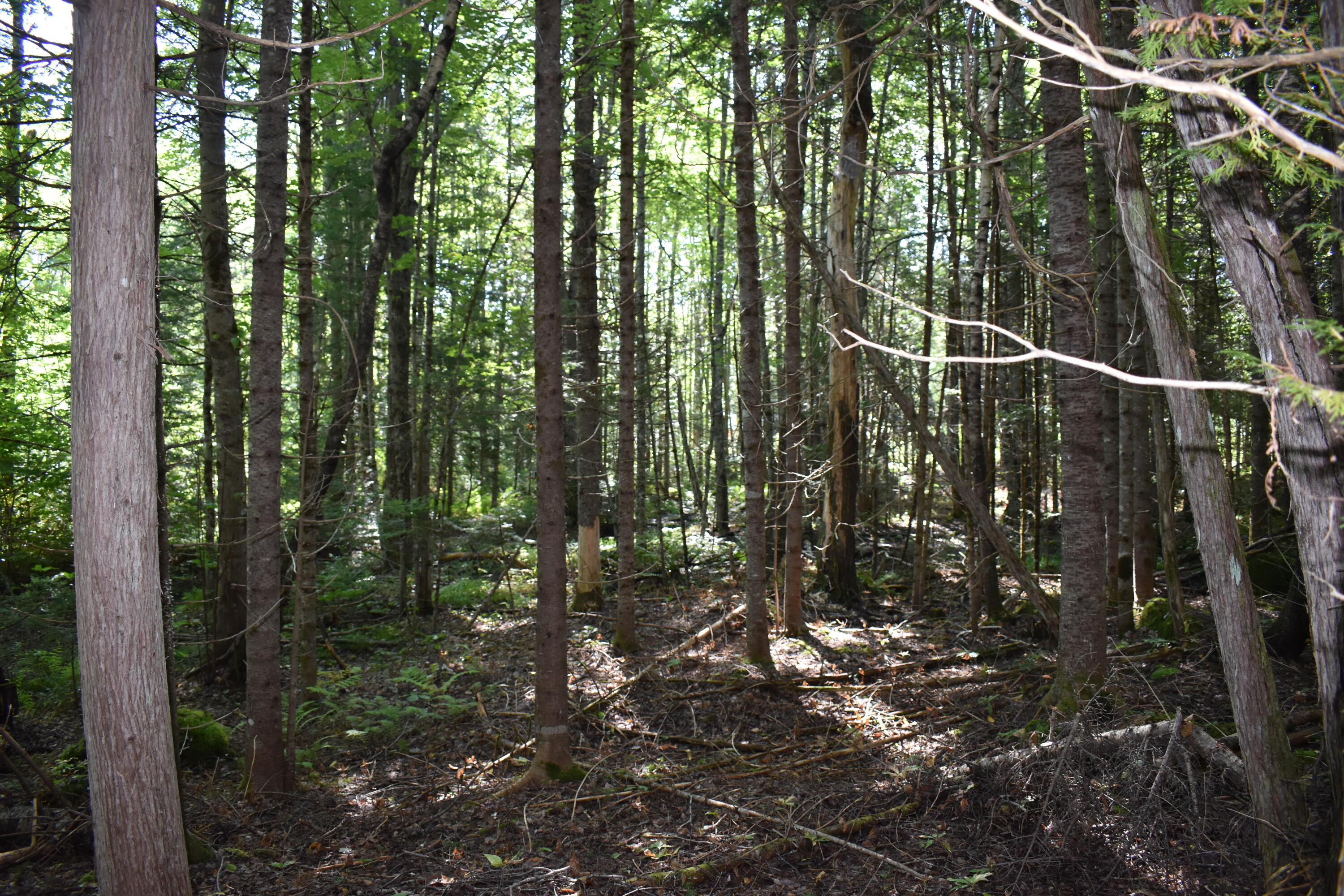 2 Edinburg Road Howland, ME 04448 - Photo 4 of 16 DSC_0235