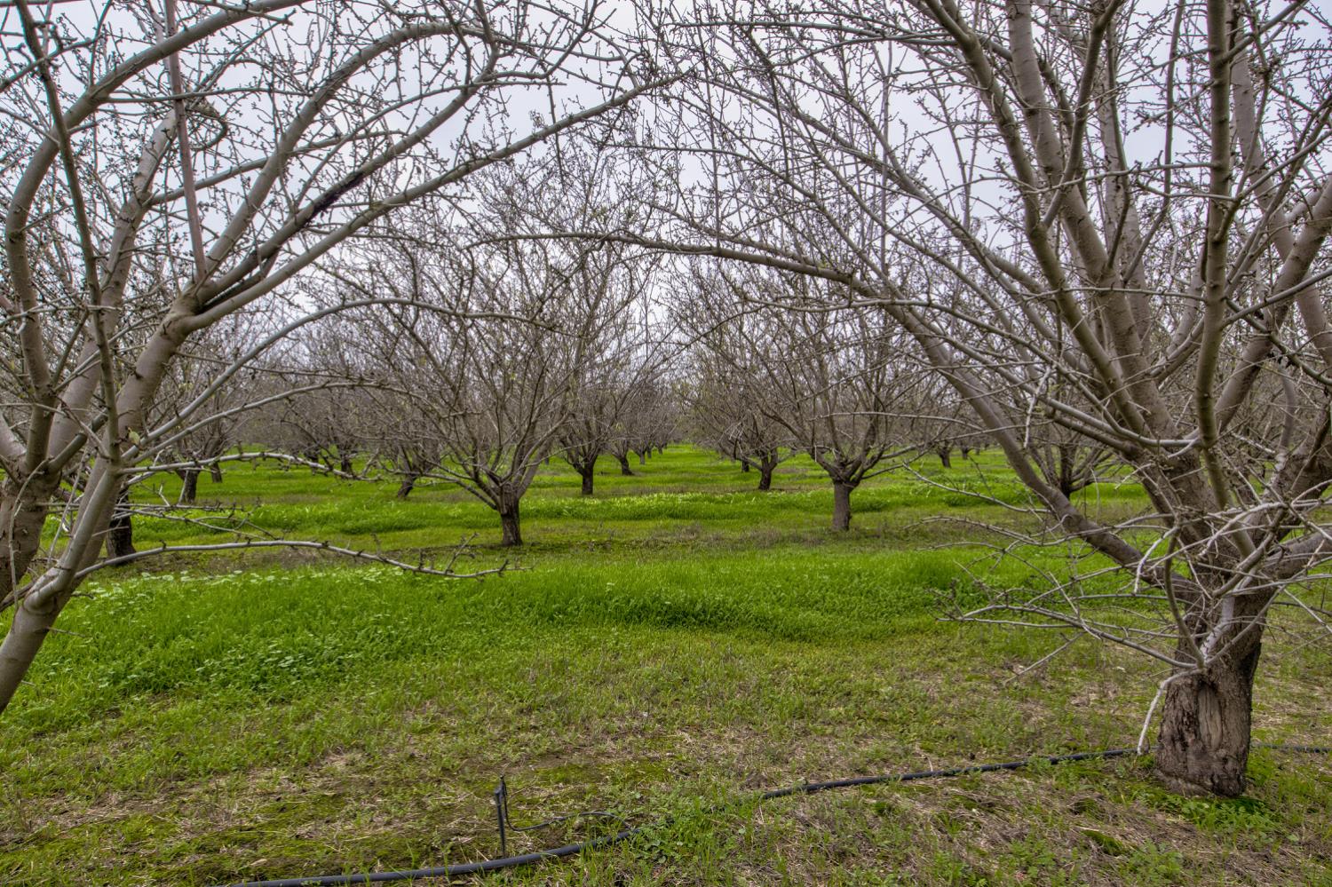 a huge green field with lots of trees