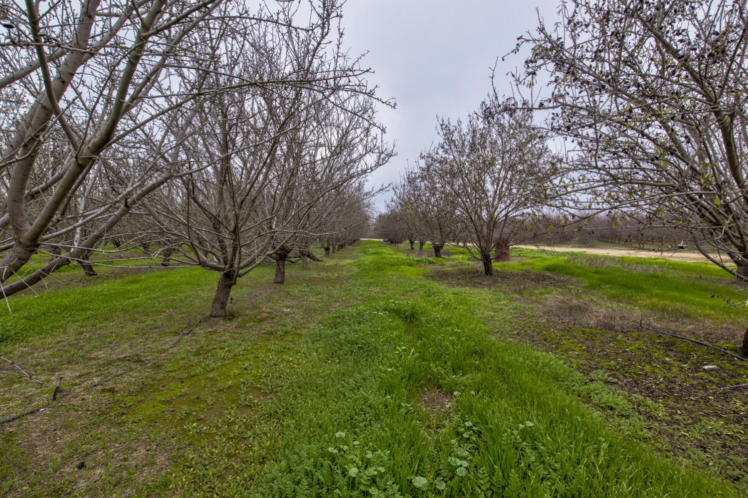 0 Howard Road Earlimart, CA 93219 - Photo 2 of 18 a view of yard with green space