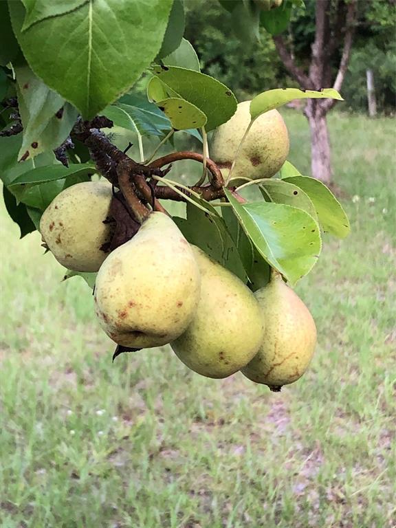 7011 Southwest 170th Street Archer, FL 32618 - Photo 29 of 35 a view of a wooden floor