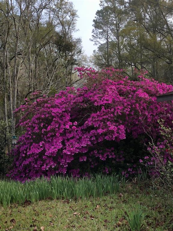 7011 Southwest 170th Street Archer, FL 32618 - Photo 30 of 35 a view of a yard