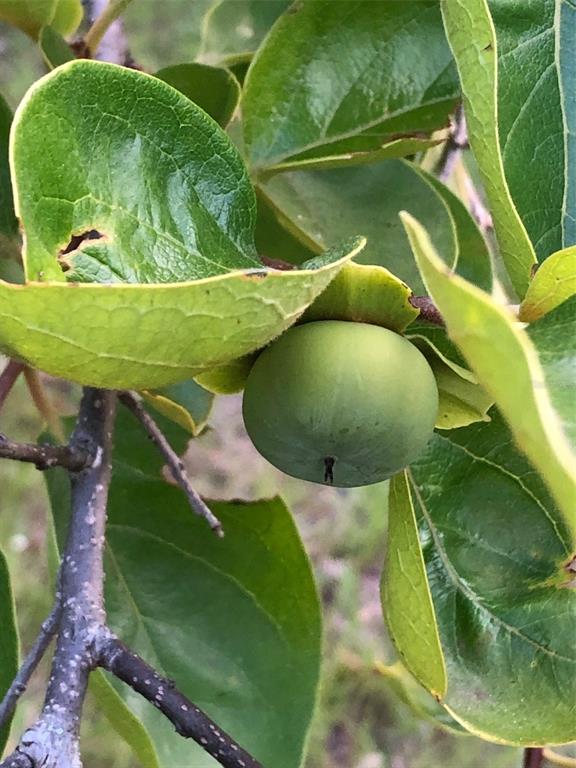 7011 Southwest 170th Street Archer, FL 32618 - Photo 31 of 35 a view of a swimming pool