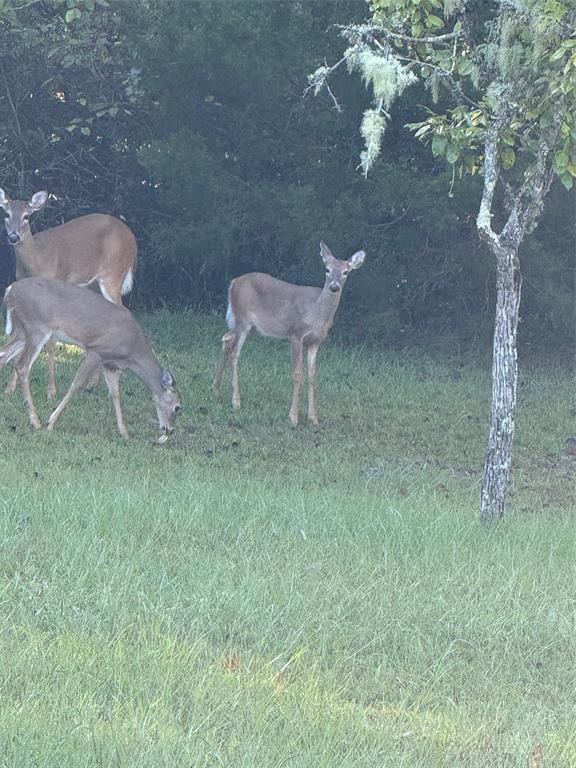 7011 Southwest 170th Street Archer, FL 32618 - Photo 35 of 35 a backyard of a house with table and chairs