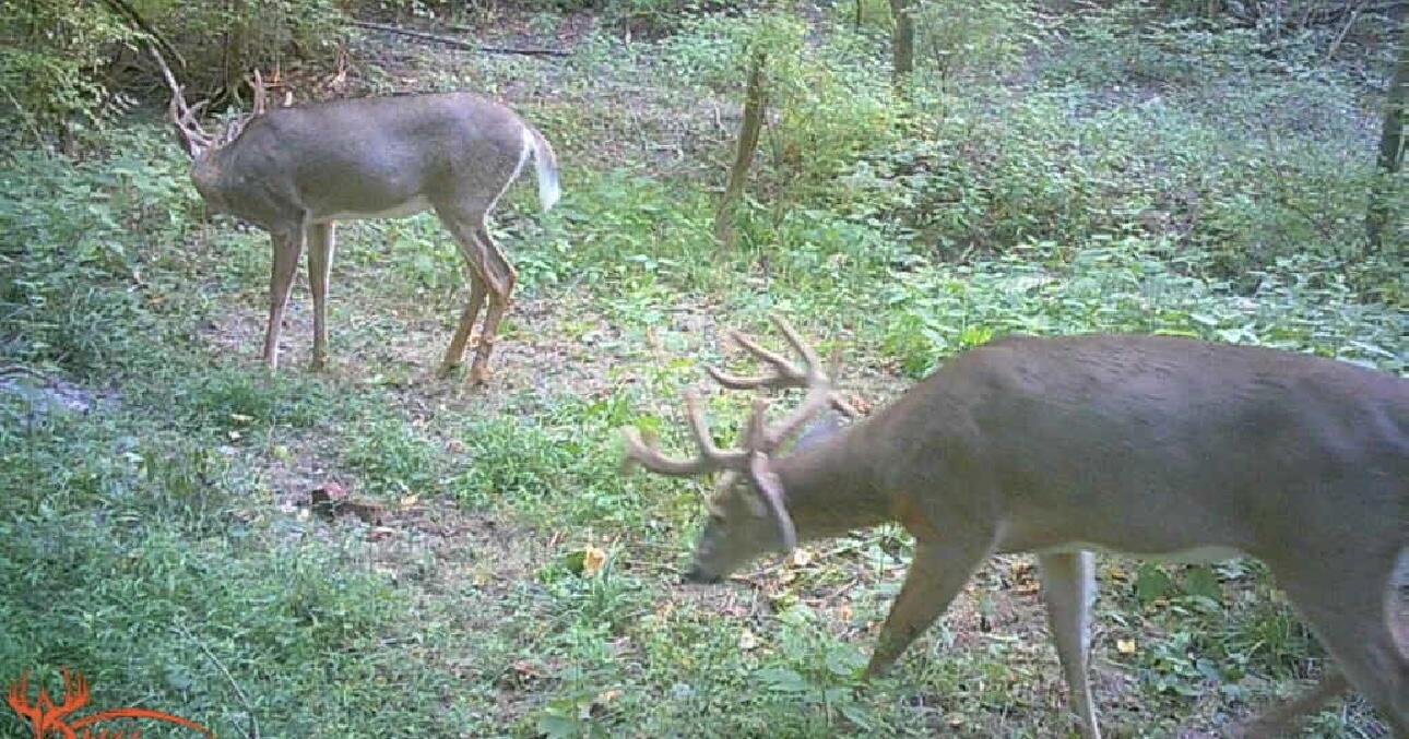 0 Chapman Road Williamstown, KY 41097 - Photo 2 of 3