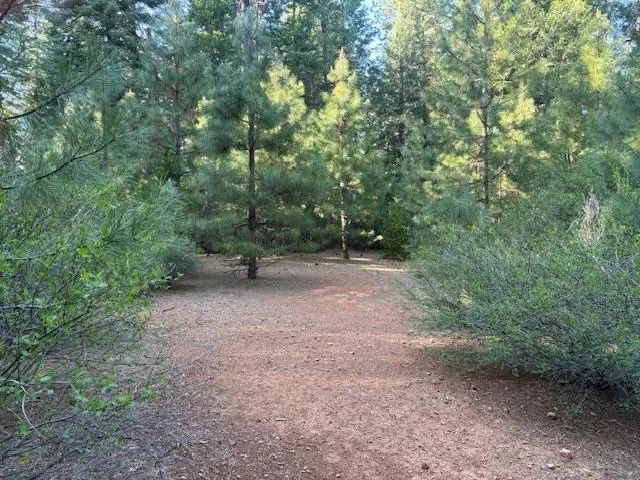 a view of a forest with trees in the background