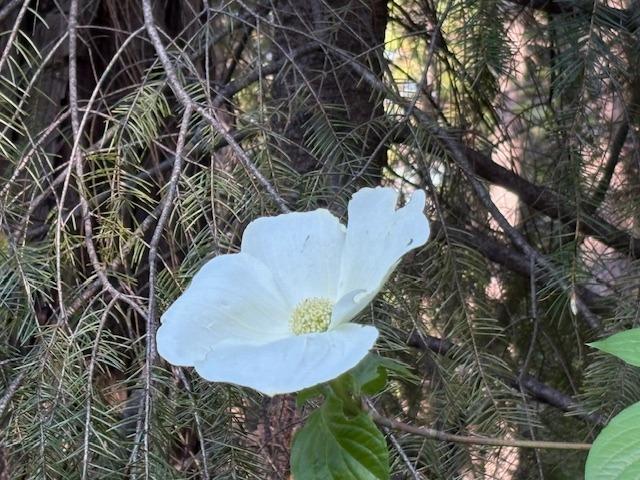 0 Double Rainbow Road Nevada City, CA 95959 - Photo 11 of 18
