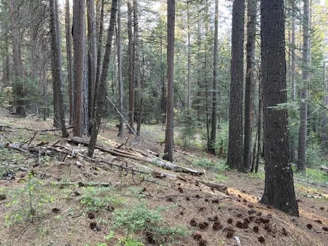 a view of a forest with trees in the background