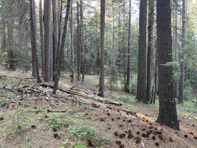 0 Double Rainbow Road Nevada City, CA 95959 - Photo 12 of 18 a view of a forest with trees in the background