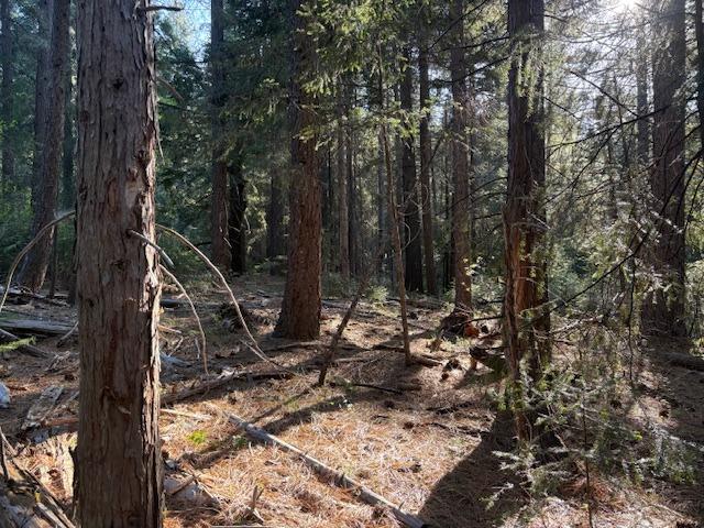 0 Double Rainbow Road Nevada City, CA 95959 - Photo 14 of 18 a view of a tree with a yard