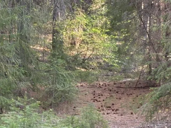 a view of a forest with trees