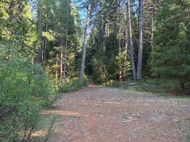 a view of a forest with trees in the background