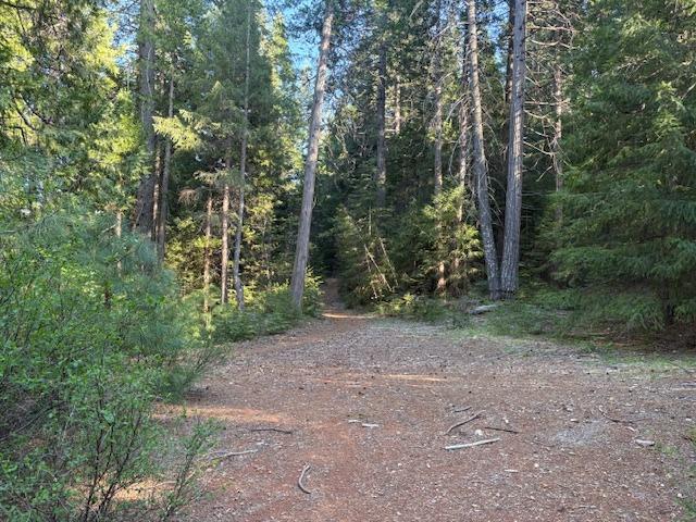 0 Double Rainbow Road Nevada City, CA 95959 - Photo 16 of 18 a view of a forest with trees