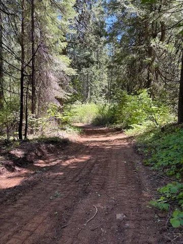 a view of a yard with plants and trees