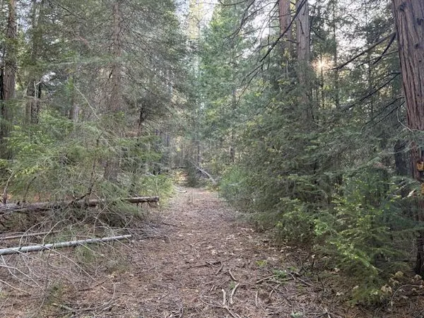 a view of a yard with large trees