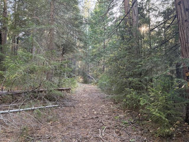 0 Double Rainbow Road Nevada City, CA 95959 - Photo 9 of 18 a view of a yard with large trees