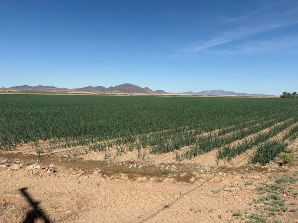 a view of a mountain with a garden