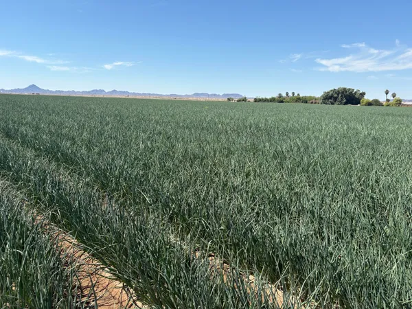 a view of a field with an ocean and trees in the background