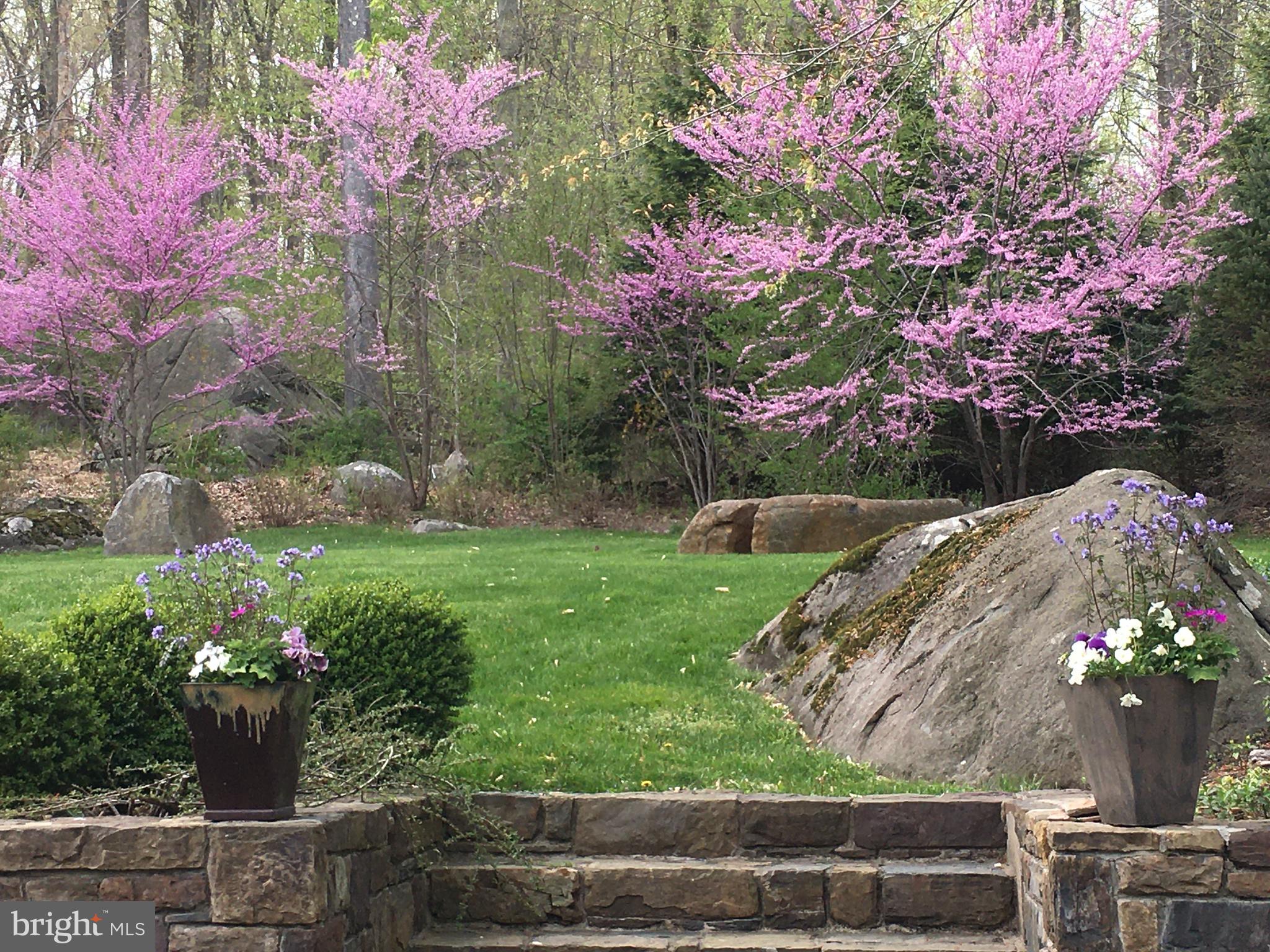 1781 Stuart Road West Princeton, NJ 08540 - Photo 8 of 57 Redbuds in bloom!