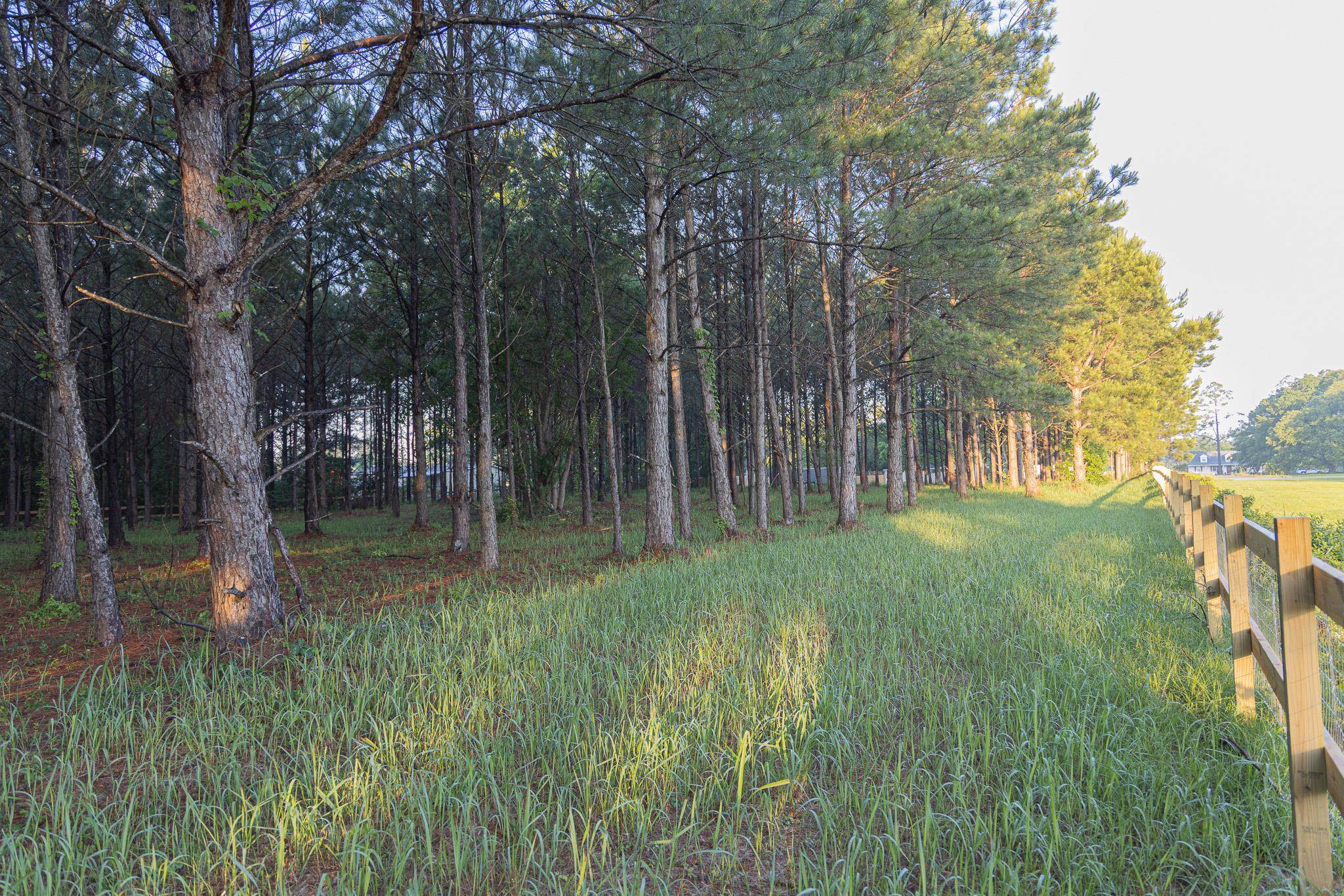 19690 Lawrence Road Fairhope, AL 36532 - Photo 70 of 73 Yard