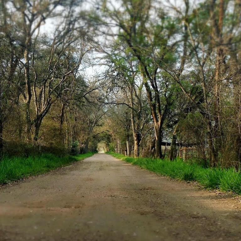 a view of a road with a trees