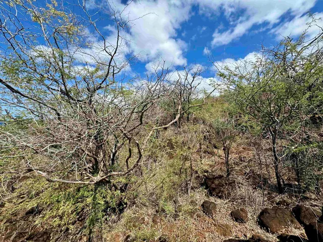 a view of a city with lots of trees