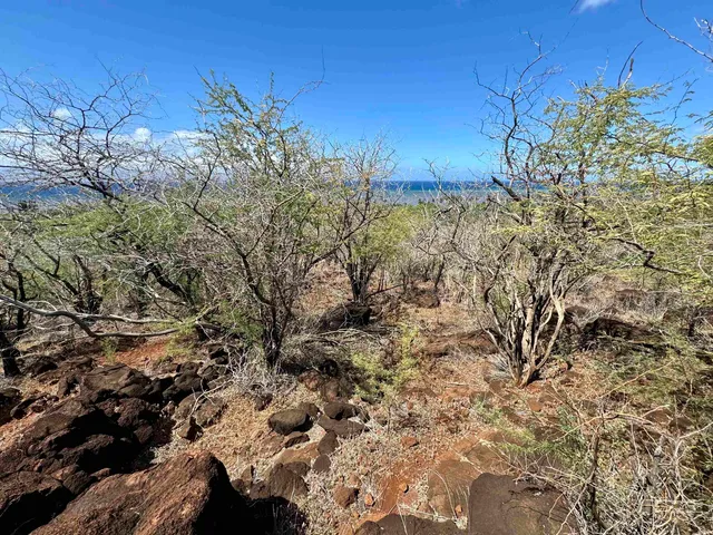 a view of a tree in a yard