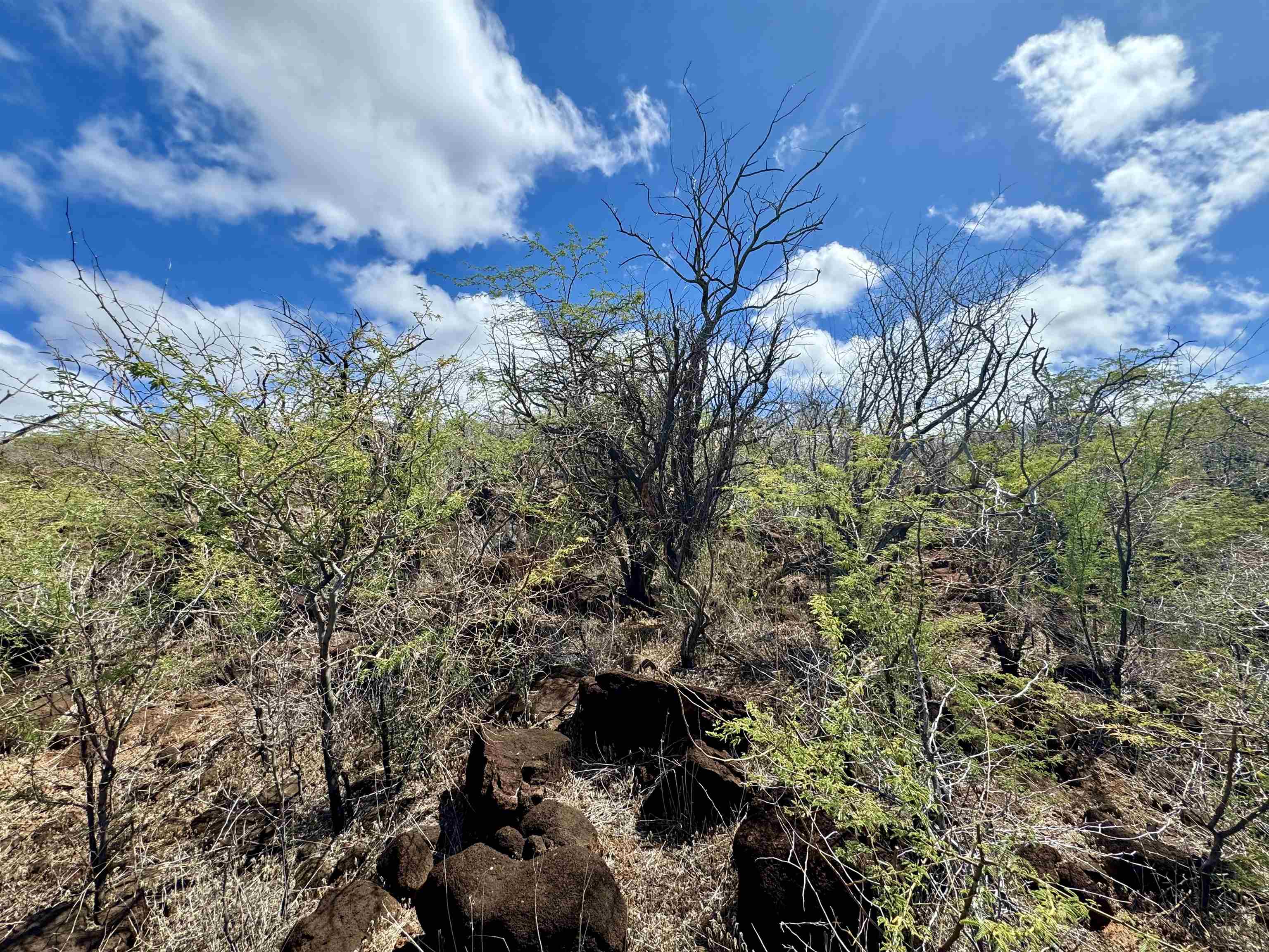 0 Uluanui Road, Unit 147 Kaunakakai, HI 96748 - Photo 10 of 25 a view of a tree in a yard