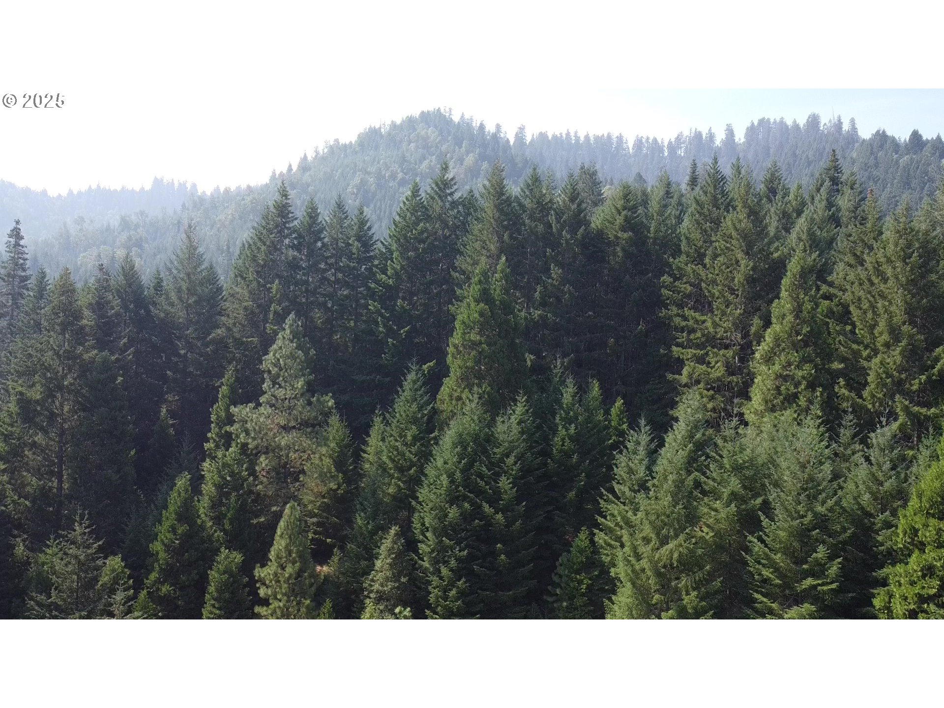 911 Tunnel Road Glendale, OR 97442 - Photo 20 of 29 a black and white photo of a forest