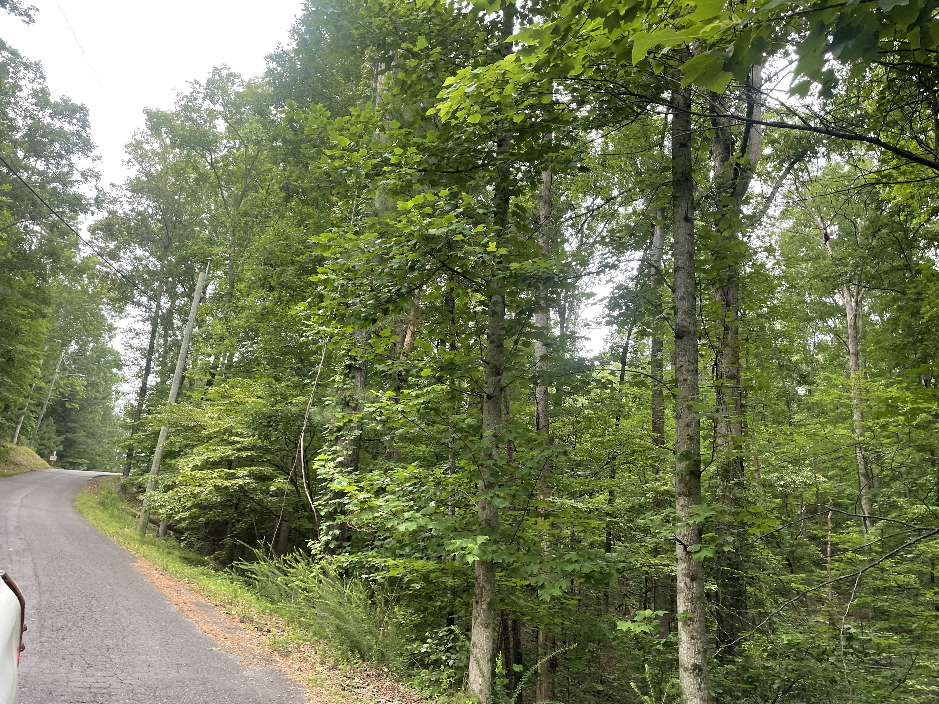838 Trinton Drive Ranger, GA 30734 - Photo 7 of 36 a view of a lush green forest