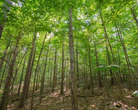 $69,900 | Vl West Phelps Road, Manton, MI 49663